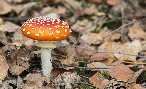 红白白色蘑菇季节红色绿色毒菌宏观毒蝇叶子棕色图片