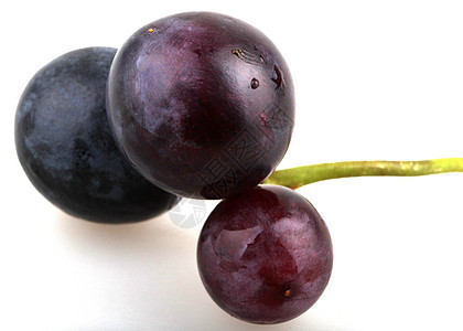 黑葡萄圆形卷须绿色生长甜点果味果汁藤蔓浆果收成图片