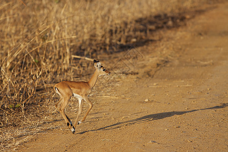 野生伊卜拉游戏动物哺乳动物羚羊旅行食草环境公园大草原国家图片