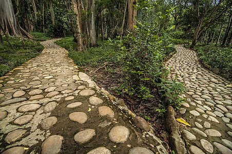 不同路径树叶小路荒野自然林地风景旅行公园途径木头图片