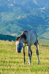 孤单的马在草地上棕色天空牧场场景风景水平鬃毛城市荒野农场图片