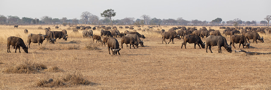 非洲野生非洲水牛城风景公园哺乳动物动物国家异国荒野咖啡馆大草原假期图片