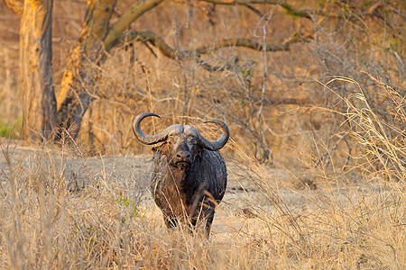 非洲野生非洲水牛城异国公园国家水牛风景野生动物大草原旅游旅行假期图片