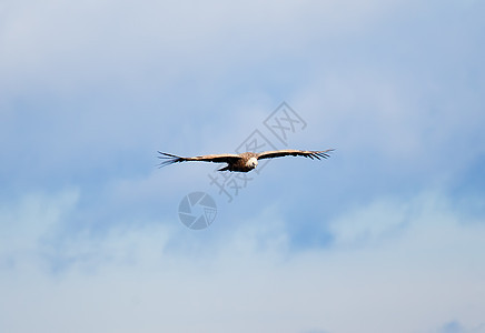 西班牙比兹卡亚 奥杜国家账单野生动物晴天动物狮子翅膀荒野天空背景图片