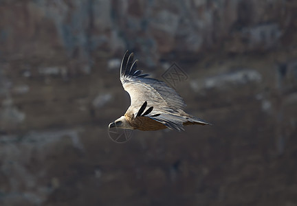 西班牙塞戈维亚 杜拉顿火山中的硫化物野生动物清道夫动物群飞行生活晴天羽毛秃鹰自然公园荒野图片
