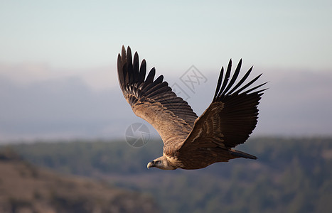 西班牙塞戈维亚 杜拉顿火山中的硫化物晴天飞行野生动物动物群秃鹰荒野生活清道夫斑鱼羽毛图片