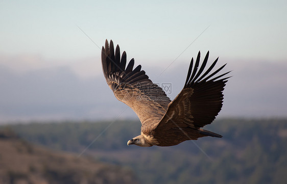 西班牙塞戈维亚 杜拉顿火山中的硫化物晴天飞行野生动物动物群秃鹰荒野生活清道夫斑鱼羽毛图片