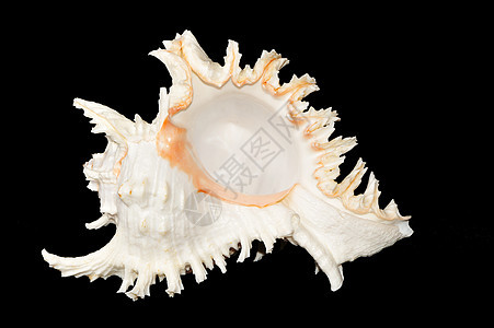 贝壳牌贝类白色黑色旅行宏观假期热带生活蜗牛海滩图片