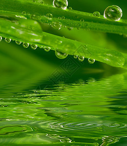 带露水的新鲜青草露珠雨滴绿色花园草地气泡洪水反射叶子环境图片