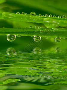 带露水的新鲜青草反射环境天气生长宏观叶子草地气泡绿色雨滴图片