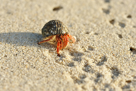 在海滩上 爱尔米特螃蟹动物贝类假期风景野生动物海岸线旅行热带天空海洋图片