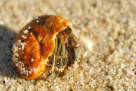 在海滩上 爱尔米特螃蟹海洋荒野边缘热带天空贝类旅行野生动物动物风景图片