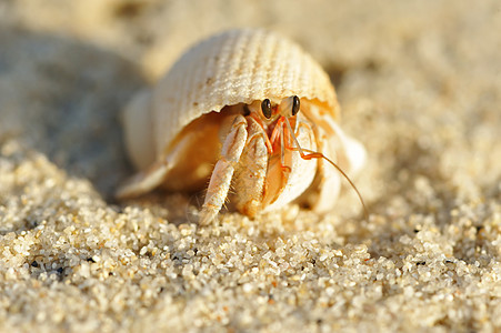 在海滩上 爱尔米特螃蟹天空动物旅行海洋假期热带海岸线野生动物边缘荒野图片