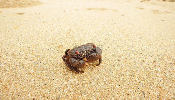 沙滩上的螃蟹旅行热带游客动物贝类海滩野生动物甲壳假期荒野图片