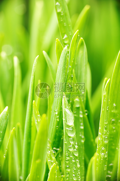 草地上的水滴雨滴薄雾活力叶子宏观生长液体小麦自然绿色图片