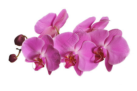 粉红兰花紫色粉色花瓣植物白色热带宏观背景图片