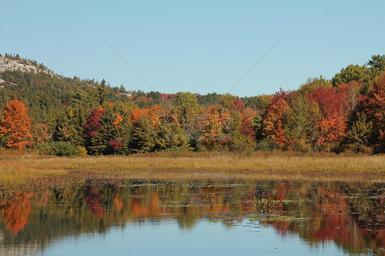 水塘和秋秋树与平静水的反光图片