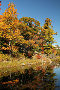 早期秋天树 反映平静水图片