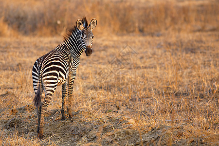 非洲斑马食草野生动物公园平原动物群黄色植物群荒野栖息地动物图片