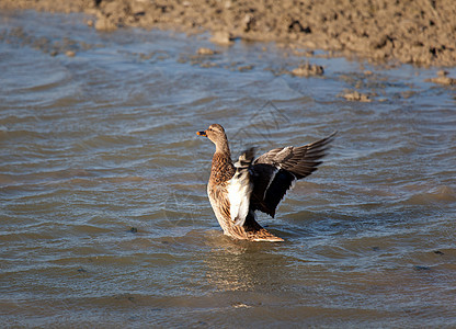 西班牙巴斯克州萨尔布鲁瓦 维托利亚 阿拉瓦 巴斯克州的鸭子图片