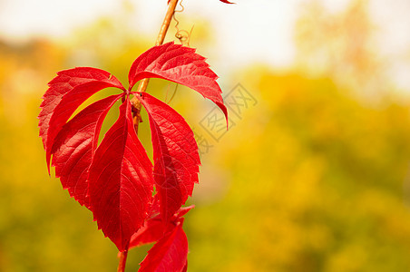 秋葡萄植物活力叶子香脂阳光藤蔓橙子黄色森林树木图片