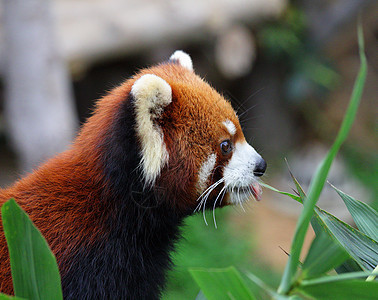 红熊猫动物园树叶野生动物竹子富根动物食肉荒野栖息地哺乳动物图片