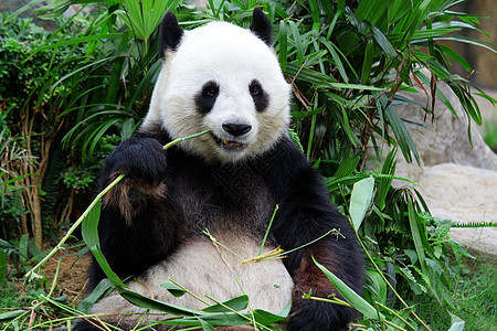 巨熊熊熊吃竹子树木毛皮野生动物丛林游客动物园公园森林热带栖息地背景图片