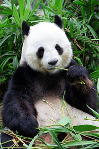 巨熊熊熊吃竹子树木游客旅行濒危森林丛林热带哺乳动物栖息地野生动物图片