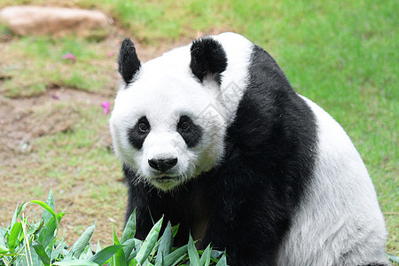 巨熊熊猫森林哺乳动物衬套牙齿栖息地危害野生动物木头公园叶子图片