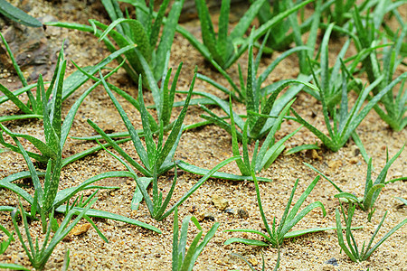 Aloe vera 字段种植园药品蓝色卫生保健化妆品草本皮肤护理治疗图片