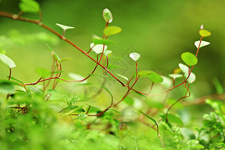 苔特写孤独溪流国家场景山脉森林荒野瀑布石头蕨类图片