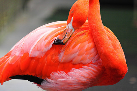 烧火异国粉色色彩水鸟焦点气候火烈鸟野生动物选择性大火图片