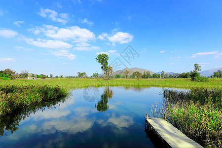 带码头的湿地森林支撑海岸木头蓝色地平线海岸线荒野远景大湖图片