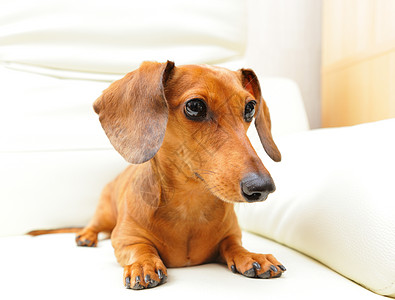 沙发上的达尚狗伴侣棕色食肉爸爸幼兽宠物动物犬类小狗朋友图片