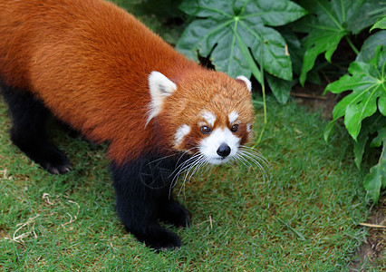 红熊猫食肉公园富根动物野生动物哺乳动物栖息地竹子树叶荒野图片