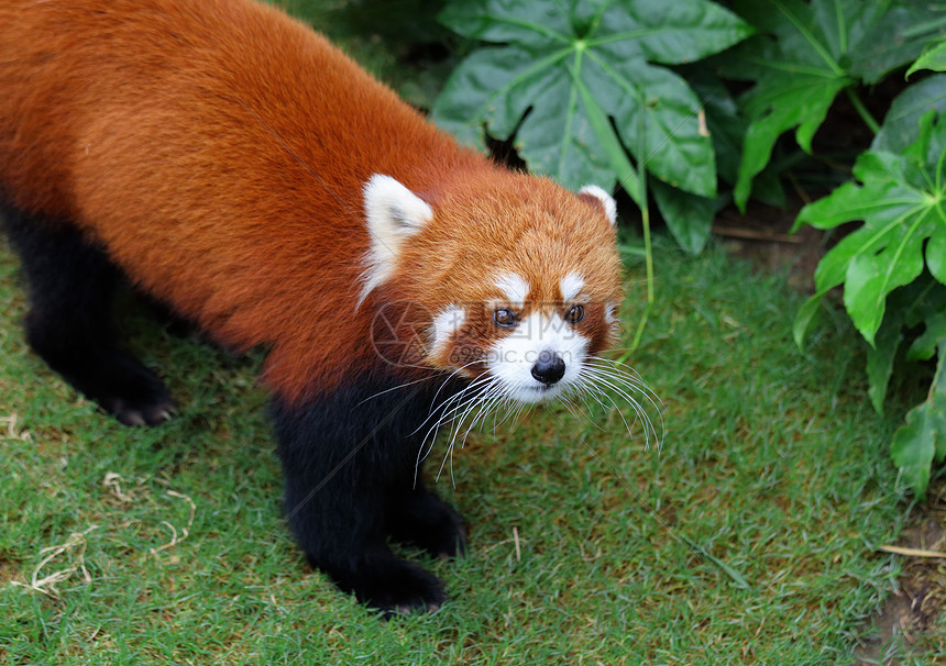 红熊猫食肉公园富根动物野生动物哺乳动物栖息地竹子树叶荒野图片