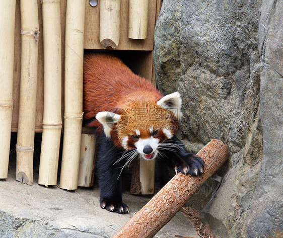 红熊猫富根食肉栖息地竹子野生动物荒野树叶宠物动物公园图片