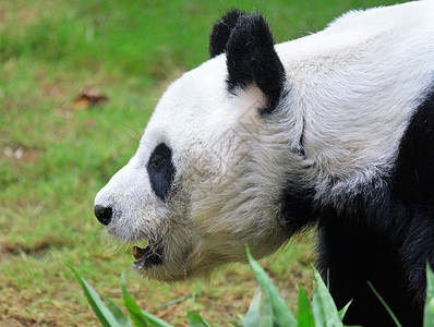 巨熊熊猫竹子姿势毛皮中心冒充世界野生动物哺乳动物旅游栖息地图片