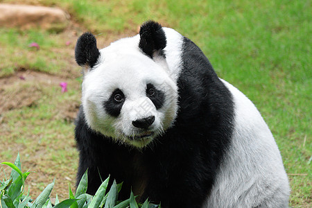 巨熊熊猫中心栖息地野生动物姿势哺乳动物荒野旅游森林毛皮基金图片