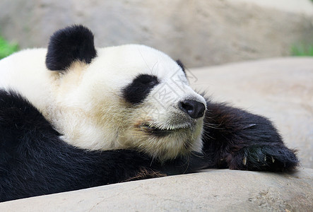 睡觉熊猫公园叶子竹子文化长笛幼兽黑色草食性荒野野生动物图片