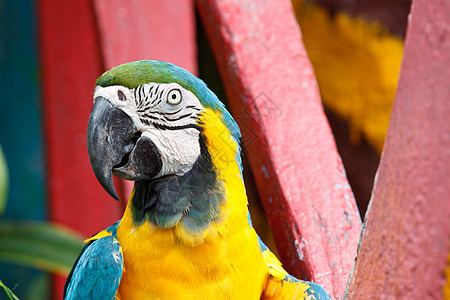 蓝黄麦考鸟鸟舍蓝色动物群动物橙子眼睛濒危宠物生活异国图片