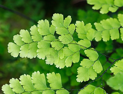 Fern 植物覆盖天然林的地表丛林植被蕨类特写雨林花园绿色植物生命植物群衬套图片