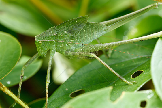 绿绿色的触角野生动物生物宏观动物群蚱蜢天线生物学料斗昆虫图片