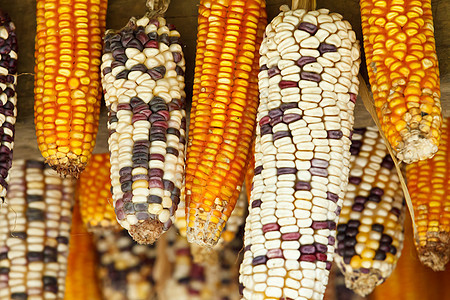 美丽的玉米耳朵金子蔬菜谷物收成水果棒子市场食物团体植物图片