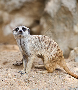 坐在沙地上的苏里卡特或米尔卡特鼻子猫鼬动物园头发沙漠手表生物荒野哺乳动物生态图片