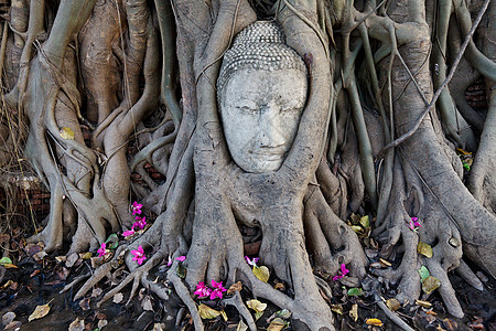 在马哈河的树根中 沙石佛之首精神艺术杂草绘画雕像地标旅行文化宗教冥想图片