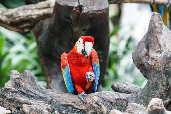 红金刚鹦鹉坐在树枝上图片
