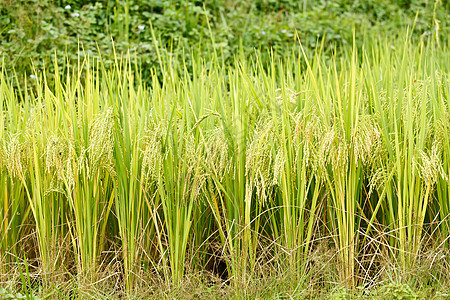 绿稻植物农村食物草地收成稻田培育谷物叶子热带图片