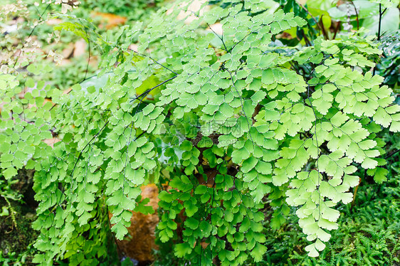 Fern 植物覆盖天然林的地表叶状体花园热带生态森林衬套镜头静脉特写蕨类图片