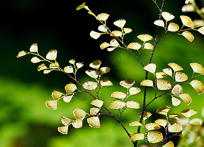 Fern 植物覆盖天然林的地表阴影叶子雨林生命环境荒野叶状体墙纸植物学树木图片